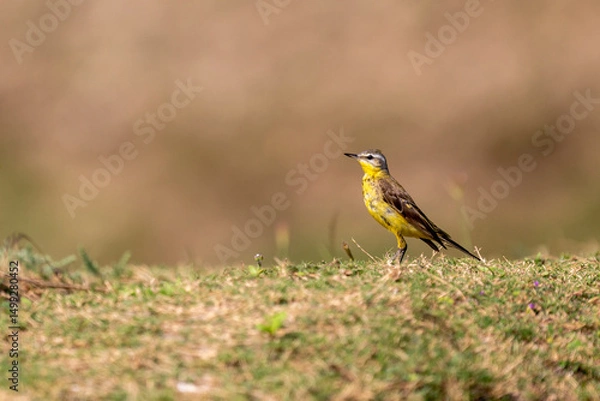 Obraz Grey wagtail