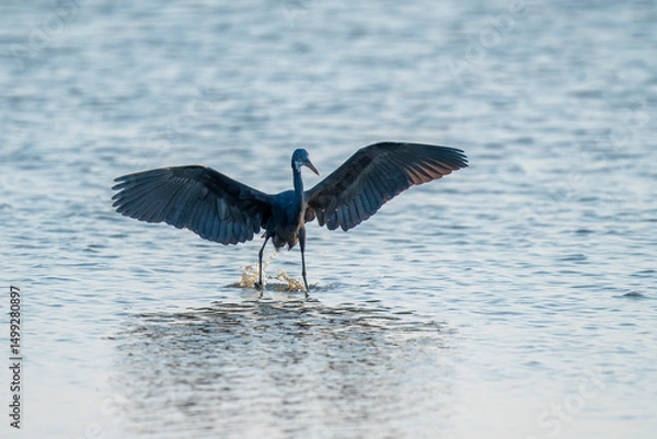Obraz Western reef egret