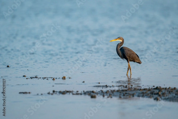 Obraz Western reef egret