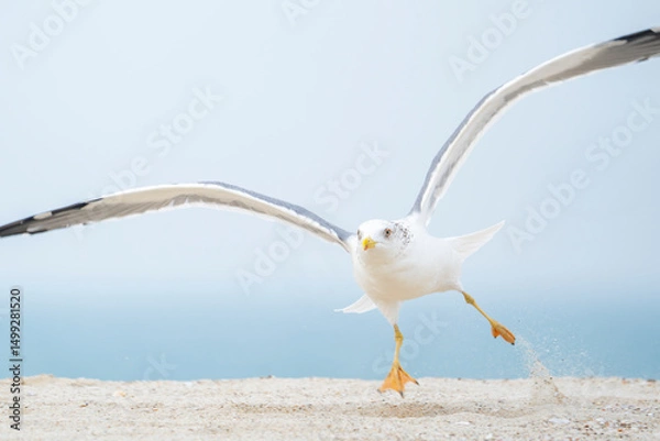 Obraz Lesser black-backed gull