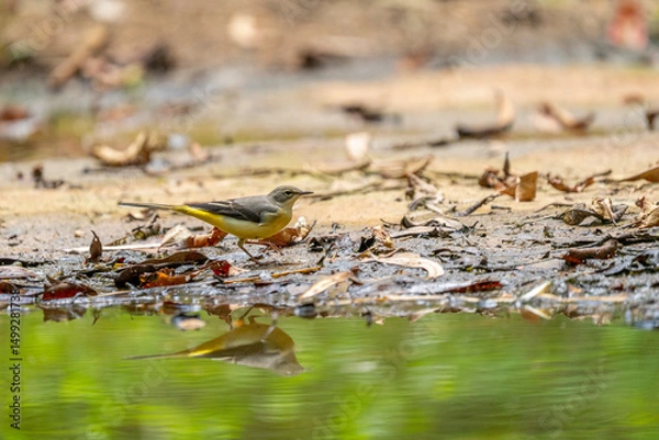 Obraz Grey wagtail