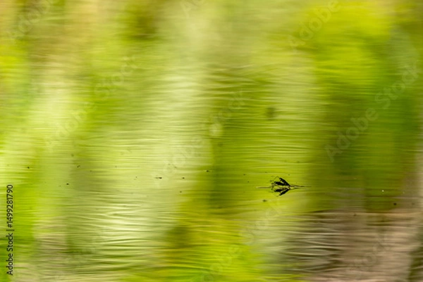 Obraz Water skitters