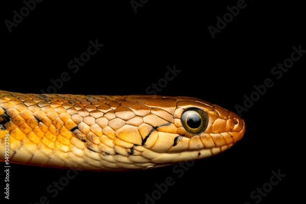 Fototapeta Checkered keelback