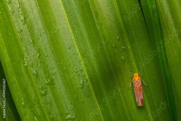 Obraz Leafhopper