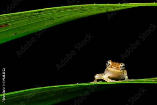 Obraz Tree frog