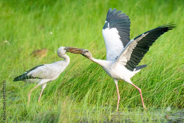 Obraz Asian open bill stork