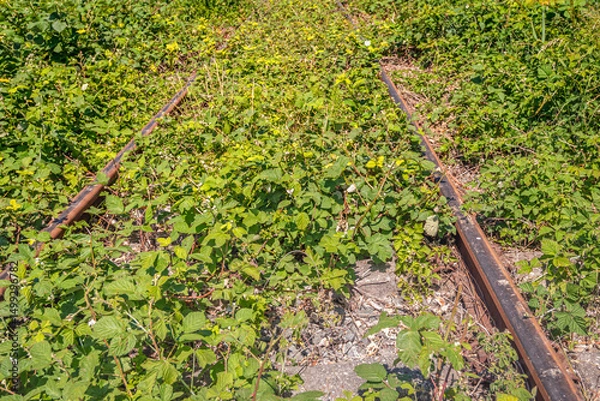 Fototapeta Close-up of rusty single track railway tracks overgrown with brambles and other wild plants. The photo was taken on a sunny spring day in the Dutch province of North Brabant.