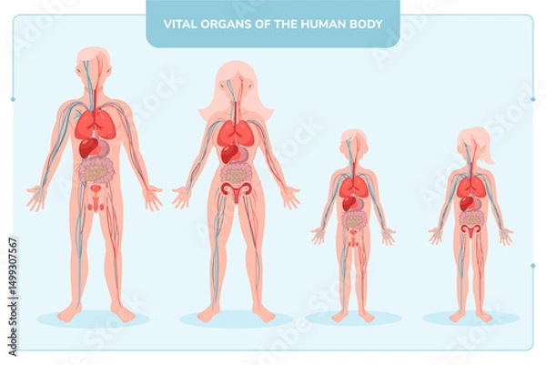 Obraz Flat Human Body Vital Orgarns Composition