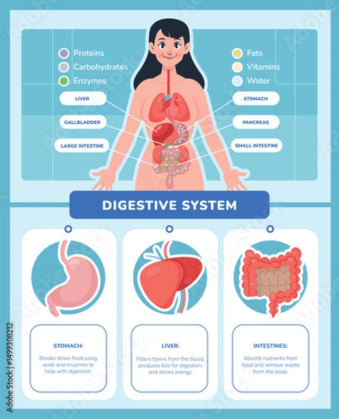 Obraz Flat Human Body Digestive System Infographic