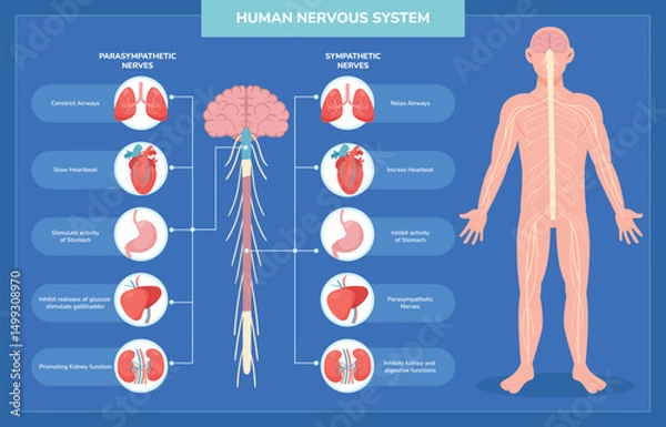 Obraz Flat Human Body Nervous System Infographic