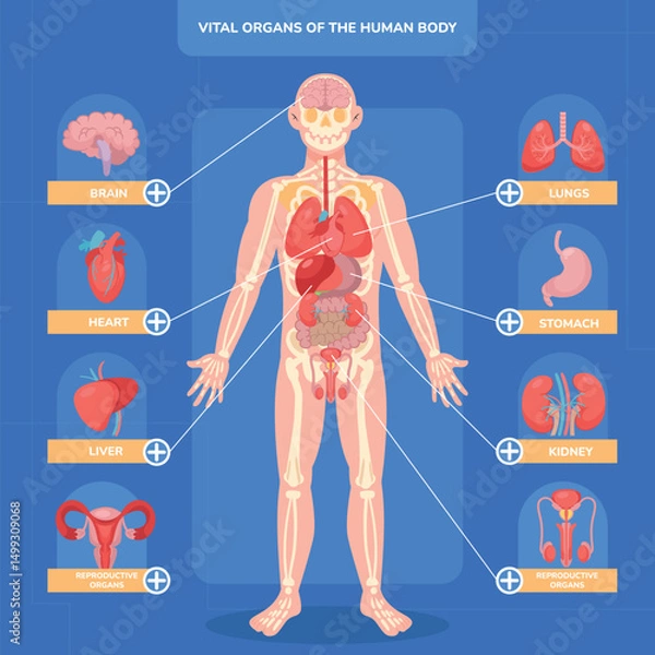 Obraz Flat Human Body Vital Organs Infographic