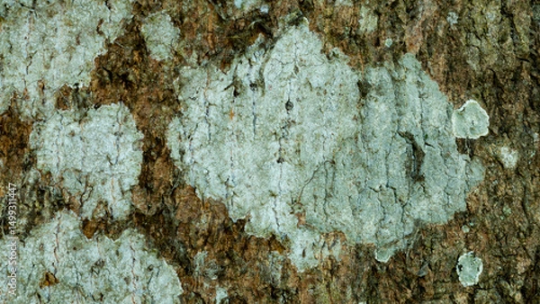 Fototapeta Old mango tree rough skin pattern, natural cracks, creating a textured