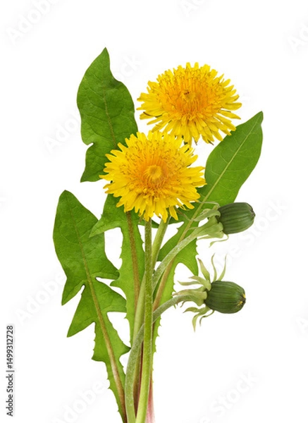 Fototapeta Yellow dandelion flowers and leaves in a floral arrangement isolated on white or transparent background