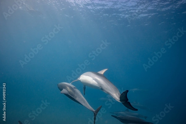 Obraz Wild dolphins underwater in deep blue ocean