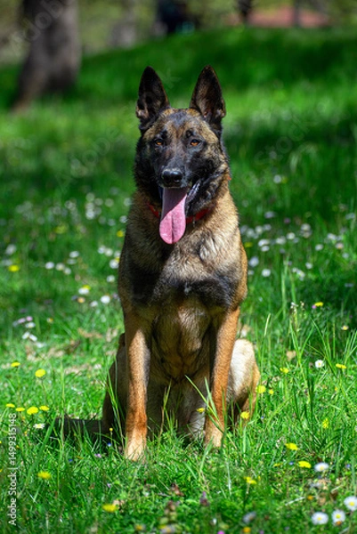 Fototapeta A Belgian Malinois playing in a green meadow in spring. This elegant Belgian Malinois stands tall and proud, showing off his muscular physique and sharp gaze.