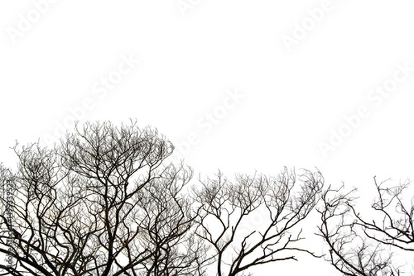 Obraz Dead Tree Isolated On White Background, Dead branches of a tree, Nature concept.