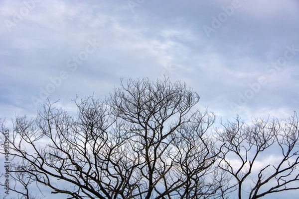 Obraz Dead Tree in nature, Dead branches of a tree, Nature concept.