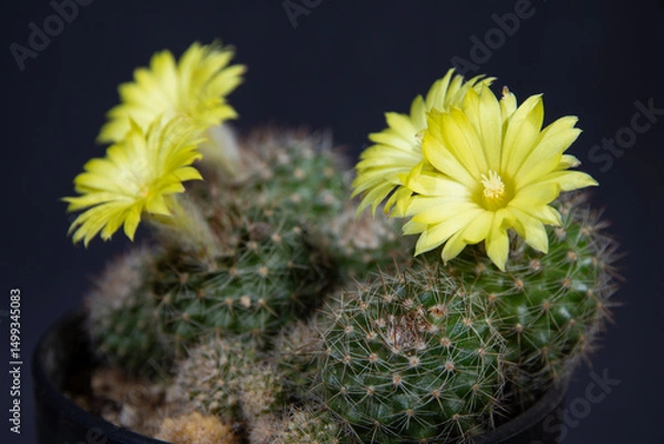 Obraz Cactus Weingatia with flower isolated on Black, Nature concept.