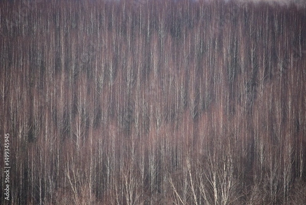 Fototapeta A massive forest ecosystem of birch at winter.