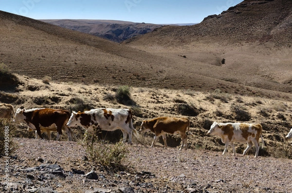 Fototapeta Cows Grazing in Dry Steppe Landscape with Rocky Soil and Rolling Hills under Bright Sunlight