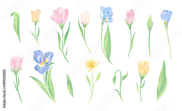 Obraz Set of spring flowers marker drawing. Iris, tulips, buds, and leaves collection in pastel tones. Illustration of floral elements isolated on white background. Artistic sketch