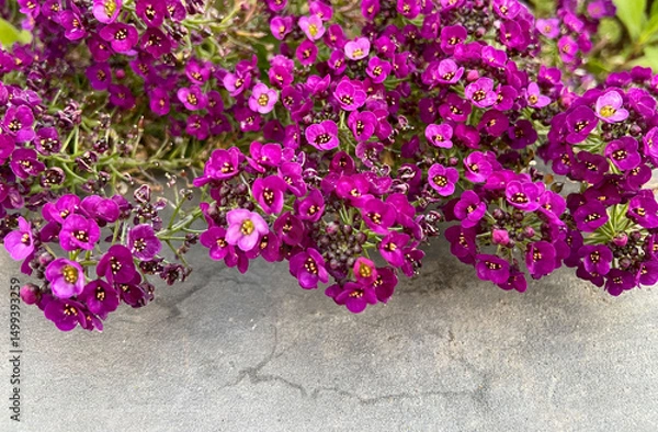 Obraz Lobularia maritima or Sweet alyssum purple flowers as a nature background for design.Selective focus.