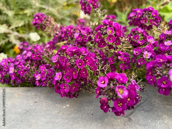 Obraz Lobularia maritima or Sweet alyssum purple flowers as a nature background for design.Selective focus.