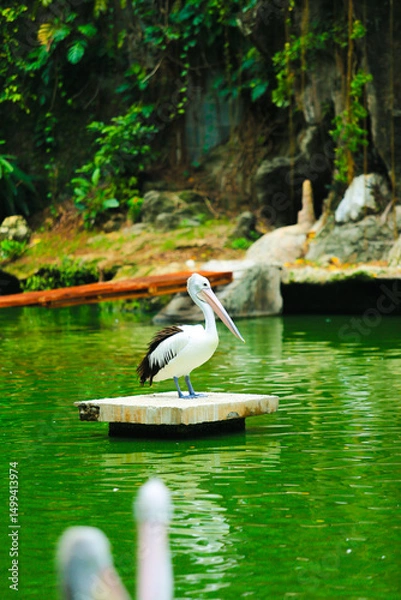 Obraz pelicans sunbathing in the sun