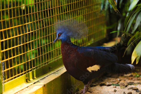 Obraz Scheepmaker crowned pigeon walking on the ground