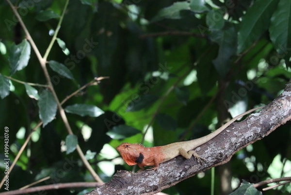 Fototapeta Oriental Garden Lizard on Branch: An eye-level, high-angle shot capturing an oriental garden lizard perched elegantly on a branch, showcasing the lizard's vibrant colors and the natural world.