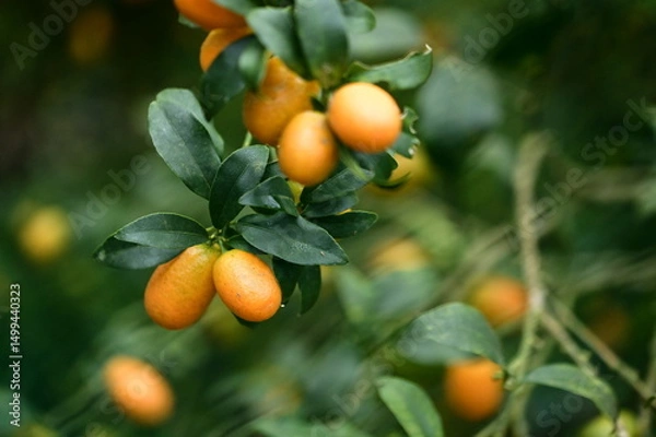 Fototapeta A close-up view of ripe kumquats with orange-yellow skin, thriving in a sunlit orchard in Yilan, Taiwan — a region famed for this citrus specialty.
