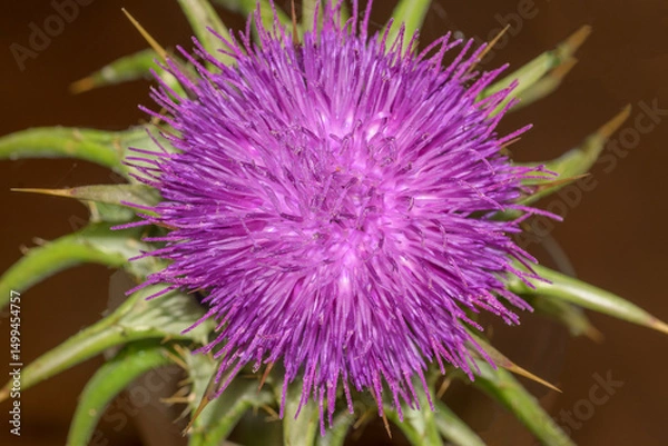 Fototapeta Detail of the pistils with pollen grains of the milk thistle Onopordum acanthium