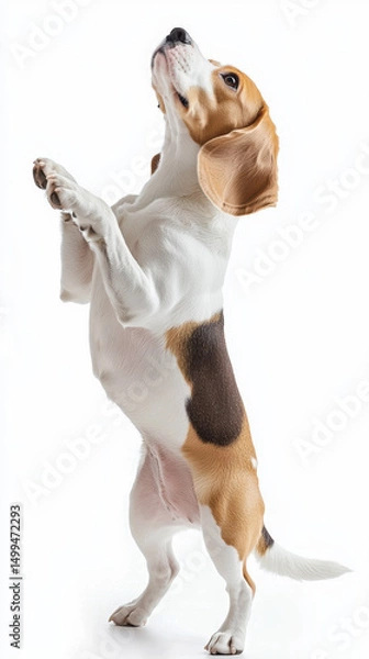 Obraz Playful Beagle dog stands on hind legs against white background