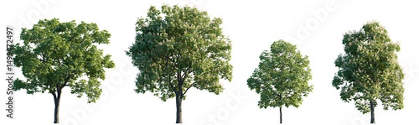 Obraz Aesculus hippocastanum, the horse chestnut trees isolated png on transparent background premium cutout foreground tree (horse-chestnut, European horsechestnut, buckeye, conker tree, castanea)