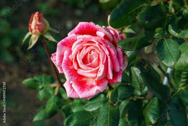 Obraz Luxurious bright pink rose with variegated petals. Close-up against blurred greenery