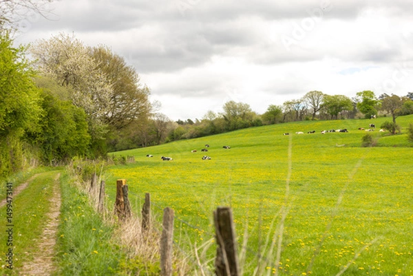 Fototapeta a rolling terrain farm with dairy cows resting in it