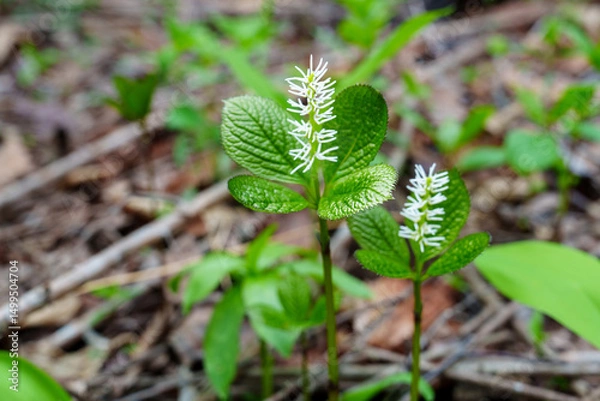 Fototapeta Solitary Spike Bloom in the Forest
