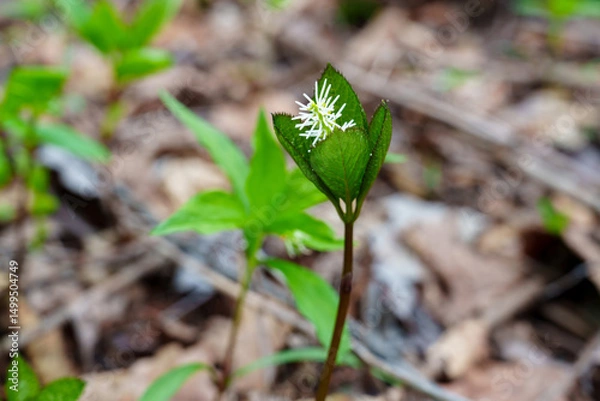 Fototapeta Solitary Spike Bloom in the Forest