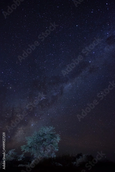 Fototapeta Un arbol y de fondo la via lactea desde el Desierto de Atacama, Chile