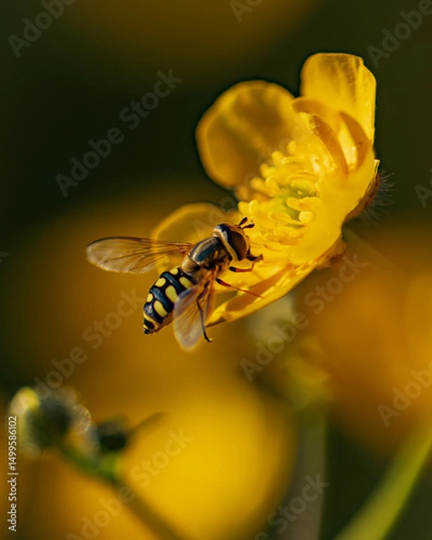 Obraz Bee on a flower