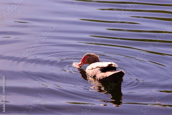 Fototapeta Muscovy duck on blue waves..