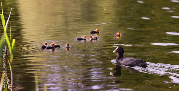 Fototapeta Mother Coot with food in her beak hurries to her babies....