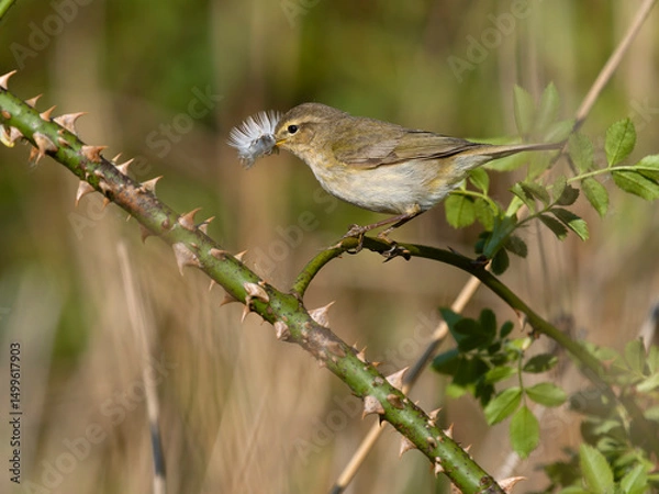 Obraz Willow warbler, Phylloscopus trochilus