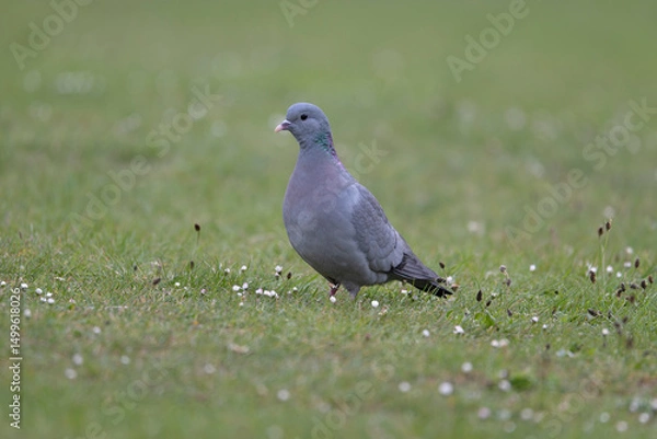 Obraz Stock dove, Columba oenas
