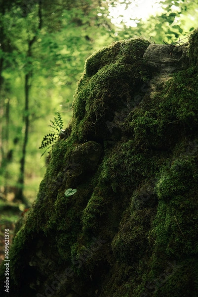 Obraz Close-up of mossy rock surface in the lush forest of Mount Olympus, highlighting rich textures and vibrant green foliage.
