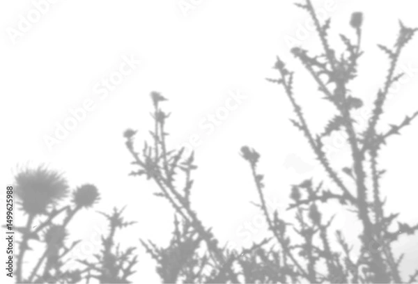 Fototapeta The shadow of the field grass on the white wall. A black and white image to overlay on a photo or mockup