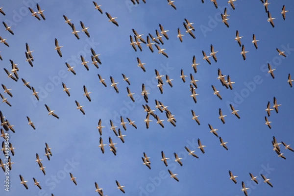 Obraz vol de pélicans