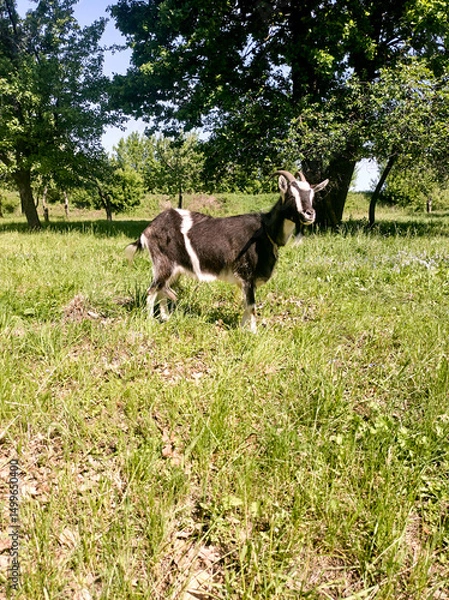 Fototapeta A young black and white goat grazing in a green meadow on a sunny summer day.