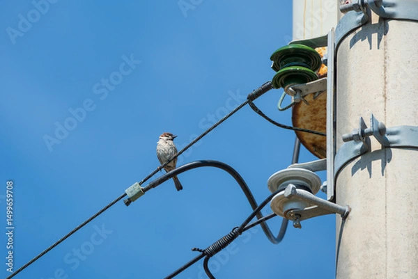 Fototapeta Eurasian Tree Sparrow Perched on Utility Wire Against Blue Sky