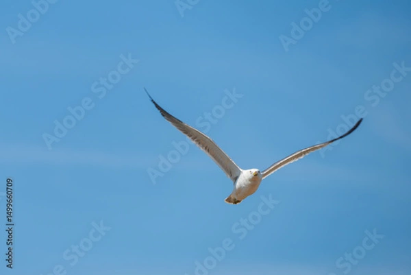 Fototapeta Vivid Image of a Black-tailed Gull Flying Towards the Camera
